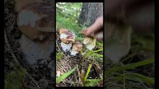 funghi porcini boletus mushroom [upl. by Aimas927]