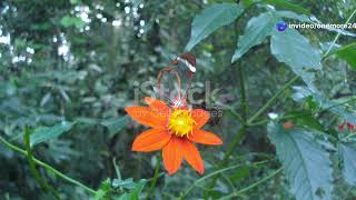 The Fascinating Life of Saint Lucia’s Butterflies animal2024 wildlife [upl. by Lowenstern]