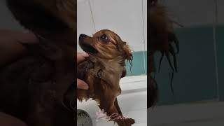 Cake fa il bagnoCute Pomeranian Takes a Bath🚿 cucciolopomeranianpuppypuppypets spitz dogfunny [upl. by Ebner]