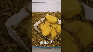 10 000 Mealworms vs MCNUGGETS [upl. by Enimaj]