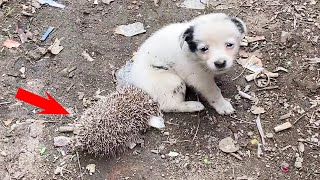 The Puppy Was Abandoned In The Ditch And Was Bitten By A Hedgehog His Eyes Were Asking For Help [upl. by Etnaik445]