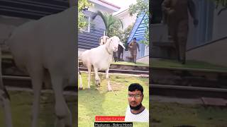 qurbanistatus bakramandi eidspecial cow trendingshorts ytshorts2024 [upl. by Nirraj]