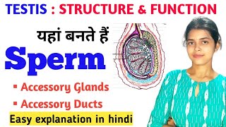 Testis structure and function class 12  Accessory glands  Male Reproductive System in hindi bio [upl. by Aip]