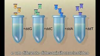 Sanger Sequencing of DNA [upl. by Eneluqcaj]