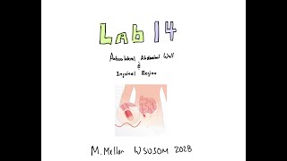 Gross Anatomy  Lab 14 amp L33 Anterolateral Abdominal Wall amp Inguinal Region Review [upl. by Danczyk691]