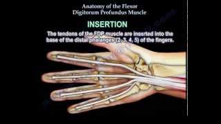 Anatomy Of The Flexor Digitorum Profundus Muscle  Everything You Need To Know  Dr Nabil Ebraheim [upl. by Pascale]