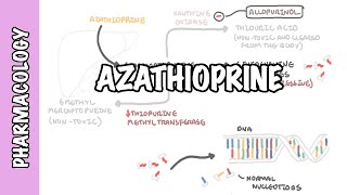 Azathioprine  Pharmacology mechanism of action side effects [upl. by Eirahcaz955]