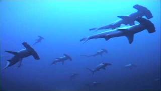 Incredible Hammerhead Shark Behaviour  mass schooling [upl. by Kcirednek]