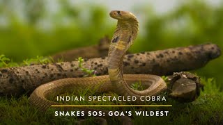 The Indian Spectacled Cobra  Snakes SOS Goas Wildest  S 02  National Geographic [upl. by Stephania549]