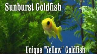 Yellow Goldfish quotSunburstquot William Tricker Inc® [upl. by Ahset]