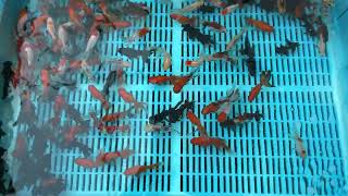 Small Mixed Premium Fantail Goldfish from Blue Ridge Koi [upl. by Ativak]