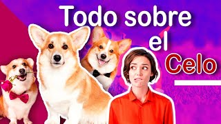 🐶TODO SOBRE EL CICLO DE CELO EN PERRAS🐶 [upl. by Nodearb]