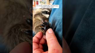 This family saved a baby raccoon from fallen tree shorts [upl. by Avid971]