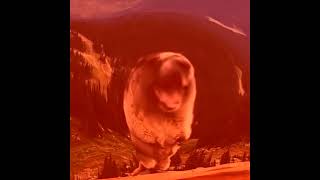 ReUpload YTP  Screaming Marmot Creams for Ice Scream [upl. by Willa]