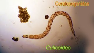 CULICOIDES larvae [upl. by Stearns48]