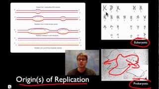 DNA Replication [upl. by Siuraj]