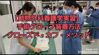 【動物外科看護学実習】1年生 手術グローブ装着してみた② クローズド法 動物専門学校 トリマー 動物看護師 アクアリウム 動物のお仕事 [upl. by Notlek187]