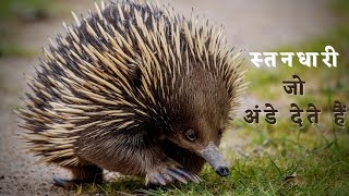 अंडे देने वाले 5 स्तनधारी  how many mammals lay eggs [upl. by Ahseenal549]