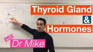 Thyroid Gland and Hormones [upl. by Calle]