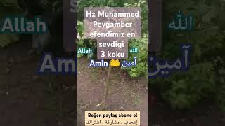 Hz Muhammed Peygamber efendimiz ensevdigi 3 koku hayalhanem s duet ilahi hzMuhammed hadis [upl. by Ping]