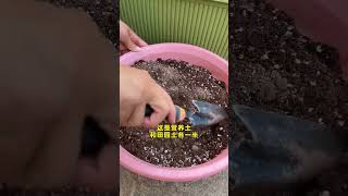 How to grow romaine lettuce seedlings lettuce growing gardening plantingtips growingtips [upl. by Raynell527]