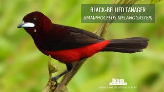 Blackbellied Tanager Ramphocelus melanogaster endemic to Peru [upl. by Yobybab]