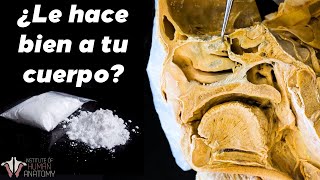 ¿Que le hace la COCAÍNA a tu CUERPO [upl. by Irat]