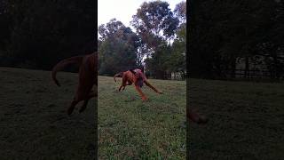 My Ridgeback Loki has 100 record of escape 😅 slow motion ridgeback dog australia [upl. by Maclaine]