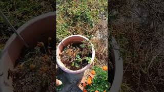 Part 2 marigolds and holly bushes Morning garden bloom walk September 6 2024 [upl. by Marcellina]