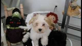 KASE Havanese Puppies At Play part 1 [upl. by Deerdre]