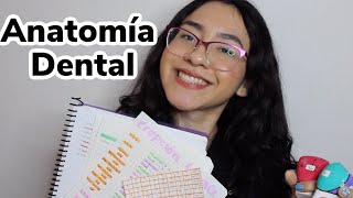 Consejos para estudiar ANATOMÍA DENTAL [upl. by Dela]