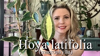 Propagating My Hoya latifolia macrophylla  Plant Care Tips are Included [upl. by Aleunam928]