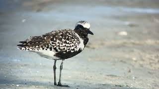 Pluvier argenté Grey Plover pluvialis squatarola Marco Island Floride avril 2024 [upl. by Aretta]