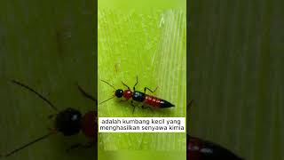 kumbang Rove Paederus fuscipes shorts nature animals [upl. by Ayet]