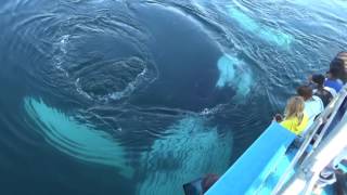 Whale ballet upside down blowing bubbles breathtaking PART 1 Mariner Cruises [upl. by Alic]