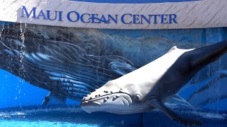 Maui Ocean Center The Aquarium Of Hawaii Tour amp Review with The Legend [upl. by Fredric]