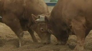 Bull fights another bull in South Korean bullfight [upl. by Drusi]