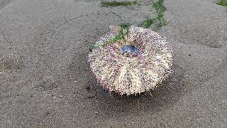 Intertidal zone at Changi beach [upl. by Stoat]