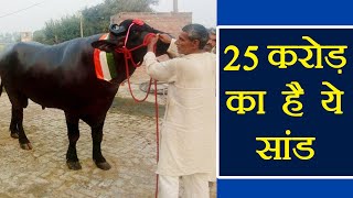 Shahenshah A Bull whose cost is rupees 25 crores Know why  वनइंडिया हिंदी [upl. by Tavie]