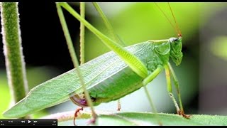 Understanding Insect Sounds Natures Orchestra [upl. by Ayidan]