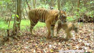 Sumatran Tigers and Cubs [upl. by Nylcaj]