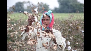 Baumwollernte bis zum Bedrucken der Stoffe in Indien [upl. by Nolram86]