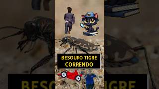 Besouro tigre correndo 🪲 curiosidades besouro insetos animais [upl. by Leonidas]