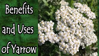 Benefits and Uses of Yarrow Achillea Millefolium [upl. by Rubina]