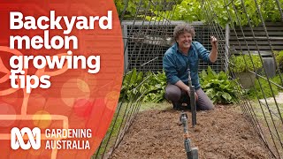 How to grow watermelon varieties in a small space  Growing Fruit and Vegies  Gardening Australia [upl. by Sterner637]