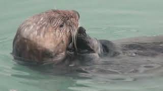 Cute sea otter in Alaska [upl. by Eednar]