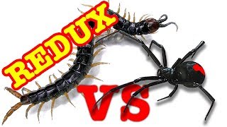 Redback Spider Vs Giant Centipede Redux EDUCATIONAL VIDEO [upl. by Yesor994]