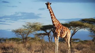 Tallest giraffe Animal In The World Ever [upl. by Levine]