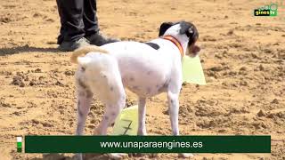 El Perro Bodeguero Ratonero Andaluz RBA raza autóctona de la tierra también presente La Pará [upl. by Llenrup512]