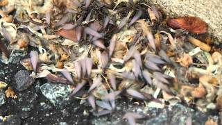 Subterranean Termite Reticulitermes flavipes nuptial flight [upl. by Jdavie]